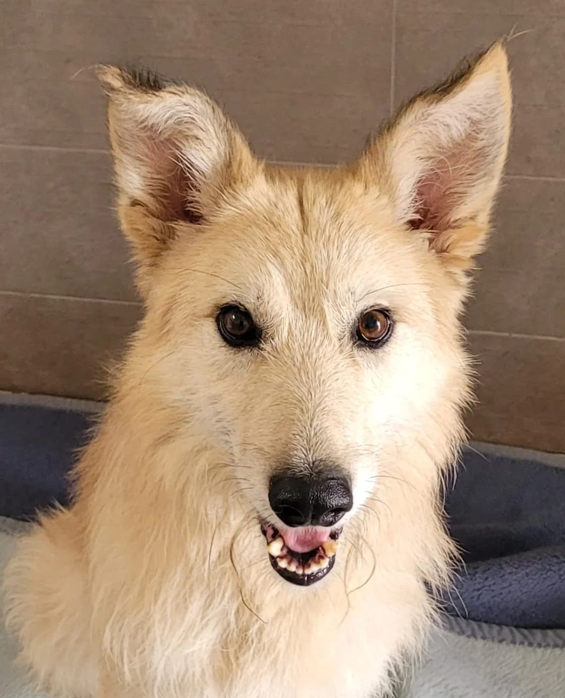 ORO, male 3yo Mixed Breed for adoption at SAT Animal Rescue Torrevieja