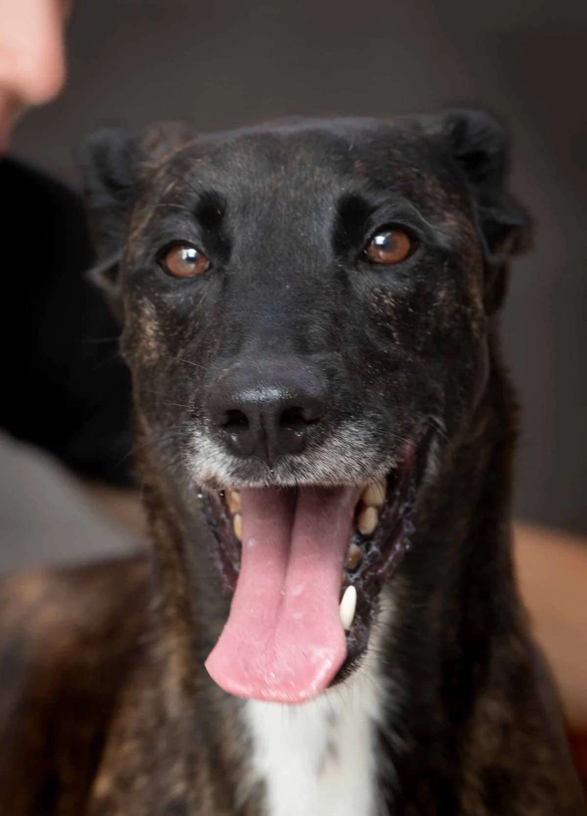 LOBI, female Mixed Breed for adoption at SAT Animal Rescue Torrevieja