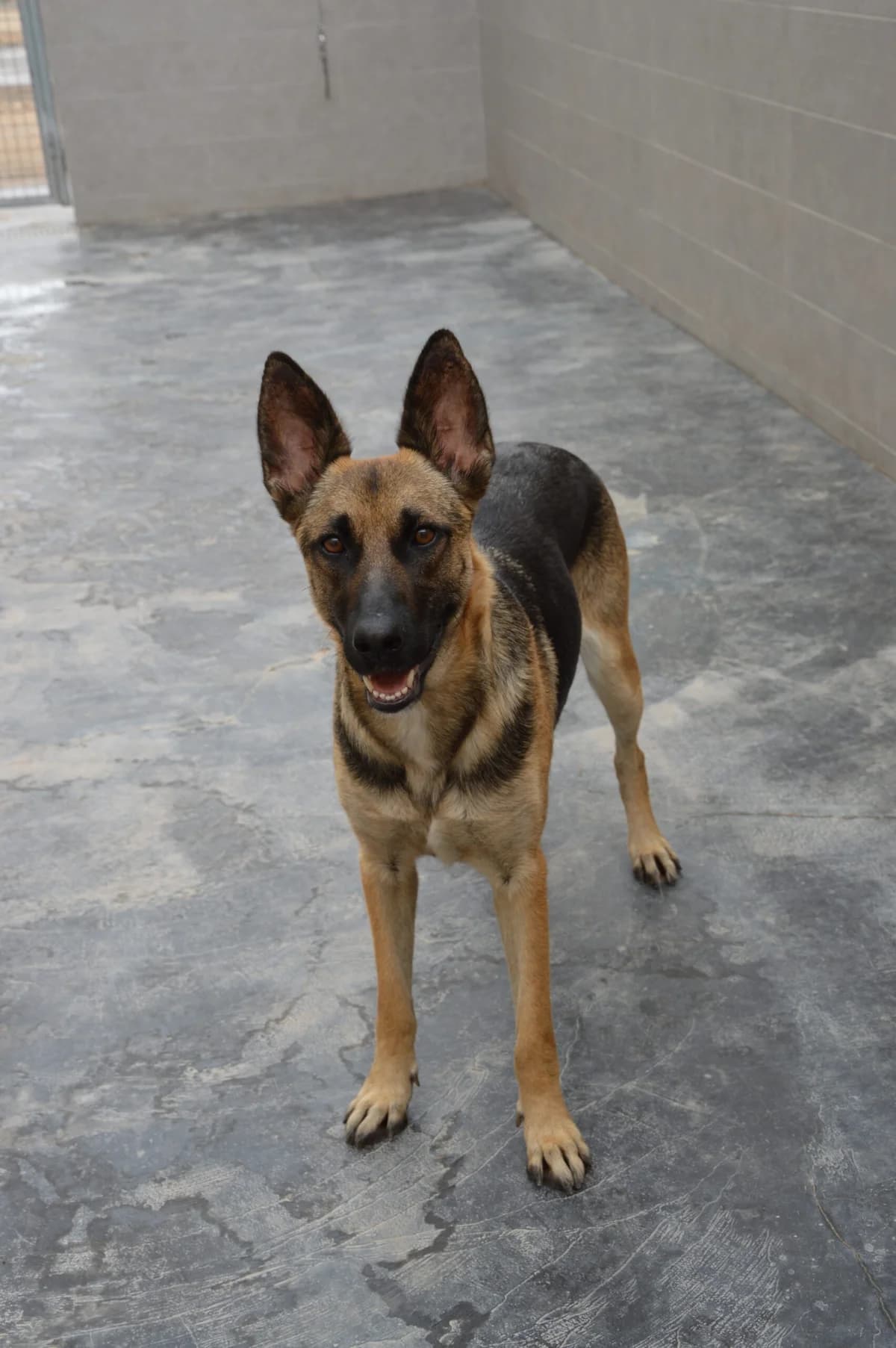 FREYA, female German Shepherd for adoption at SAT Animal Rescue Torrevieja