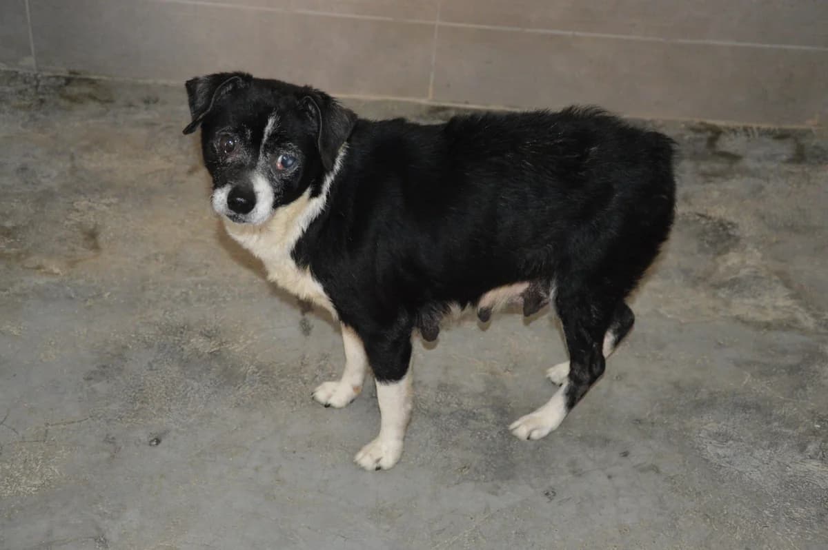 VIANEY, female puppy Mixed Breed for adoption at SAT Animal Rescue Torrevieja