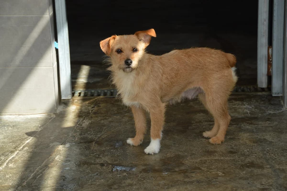 KALIRA, female puppy Mixed Breed for adoption at SAT Animal Rescue Torrevieja