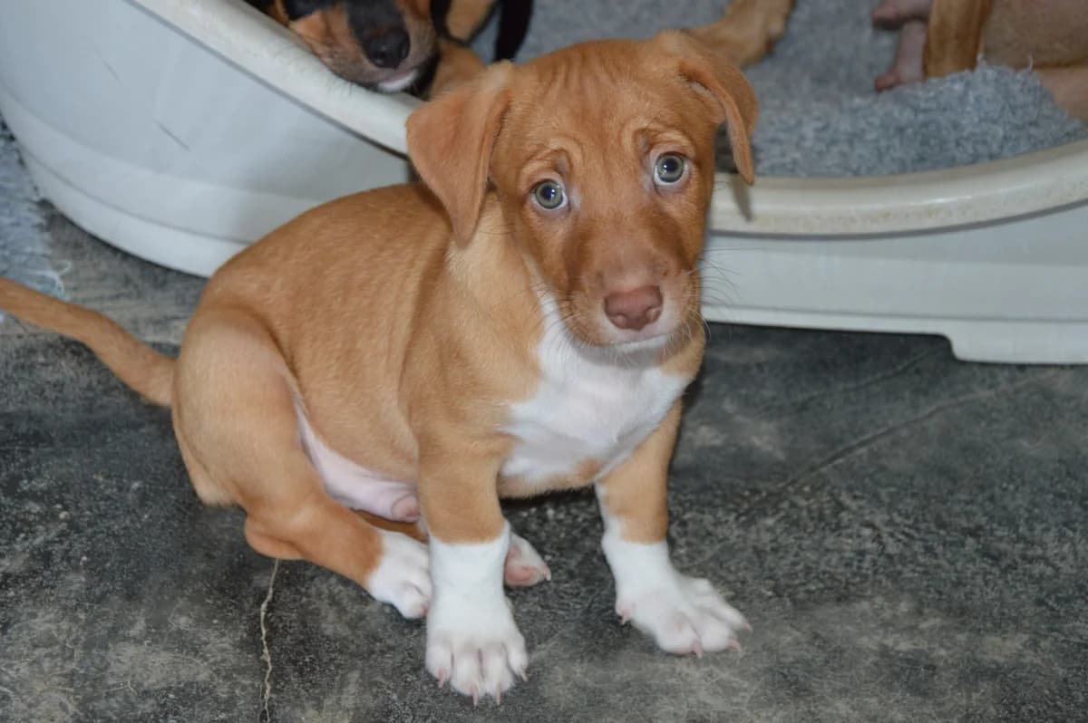 PATRI, male Mixed Breed for adoption at SAT Animal Rescue Torrevieja