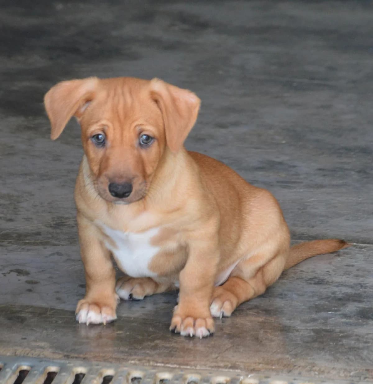 PASCU, male Mixed Breed for adoption at SAT Animal Rescue Torrevieja