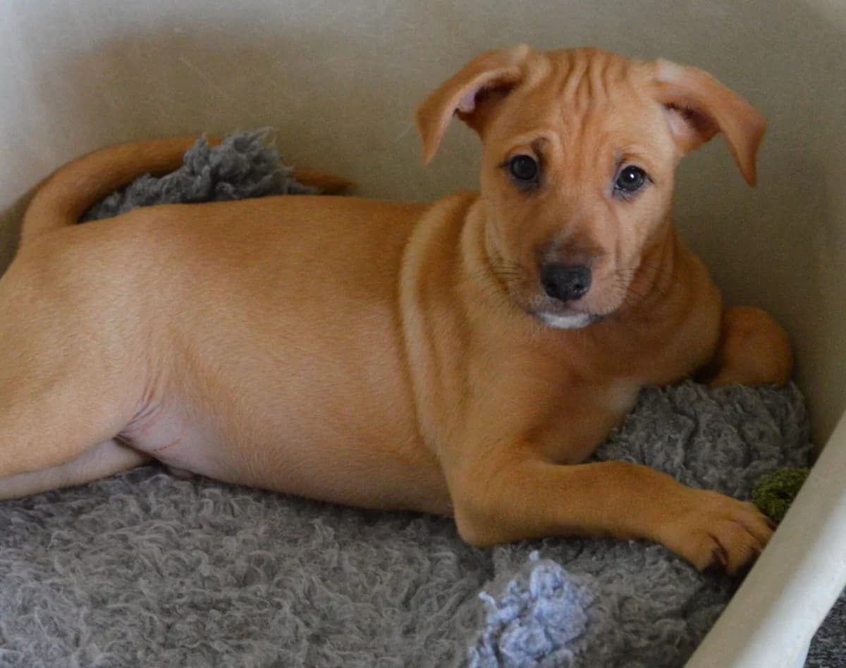 PEPE, male Mixed Breed for adoption at SAT Animal Rescue Torrevieja
