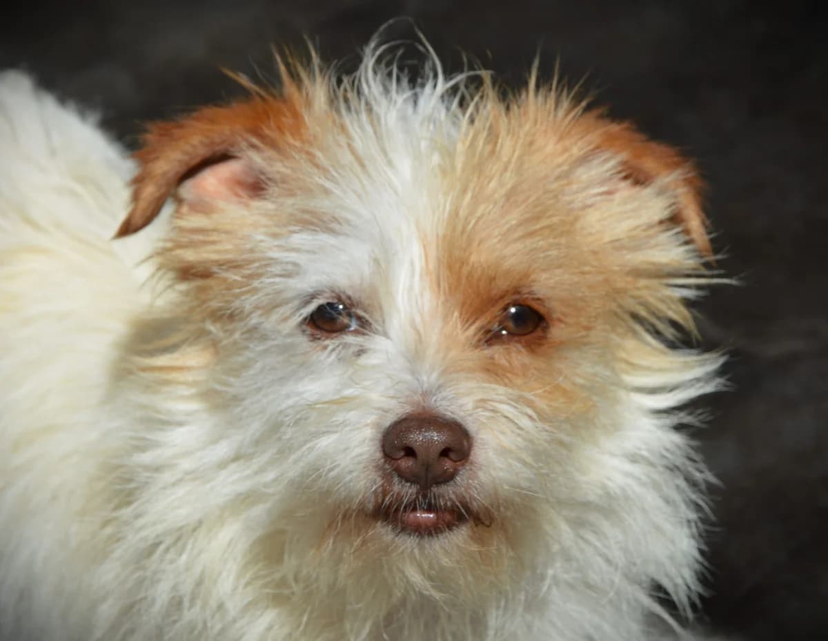 ADRIEL, male Mixed Breed for adoption at SAT Animal Rescue Torrevieja