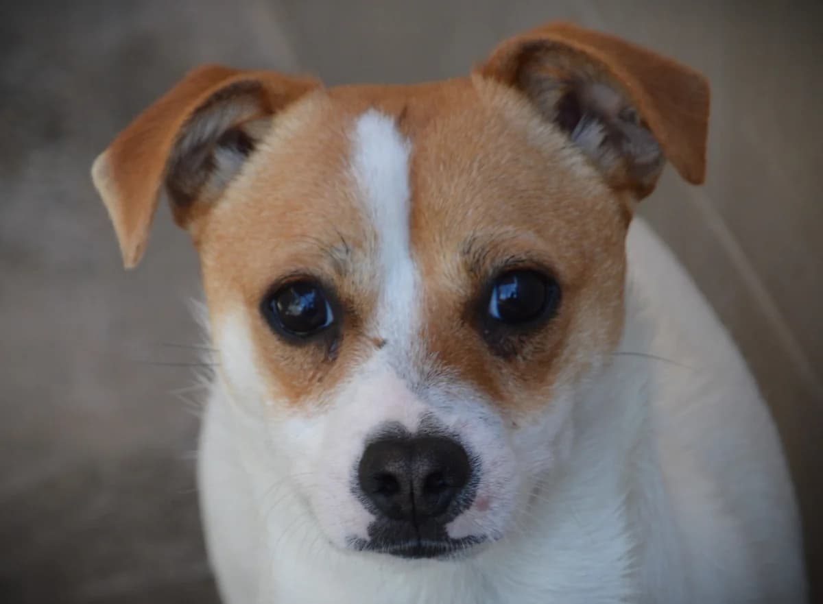ARES, male Mixed Breed for adoption at SAT Animal Rescue Torrevieja
