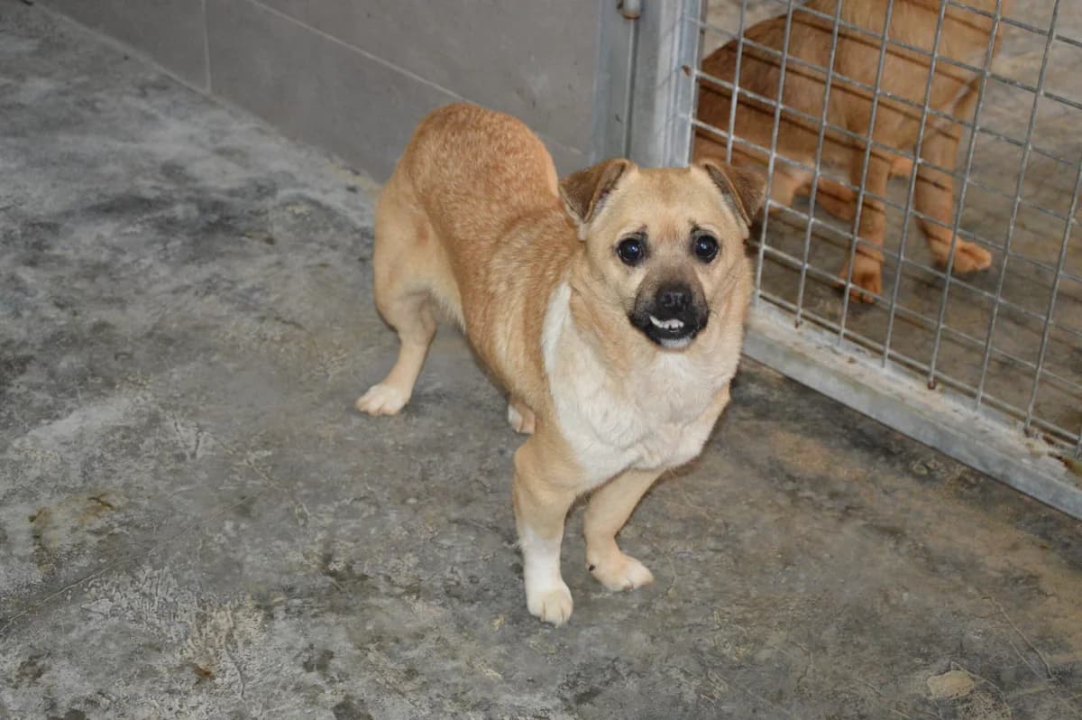 NARUMI, female Mixed Breed for adoption at SAT Animal Rescue Torrevieja