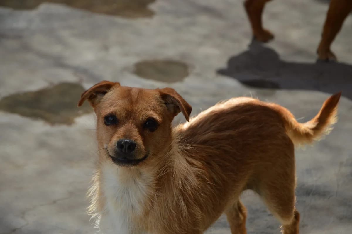 RIEL, male Mixed Breed for adoption at SAT Animal Rescue Torrevieja
