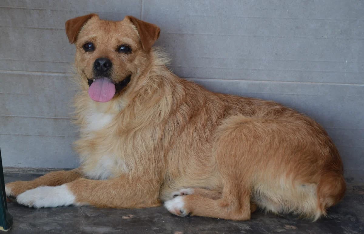 KEON, Mixed Breed (SAT Animal Rescue Torrevieja)