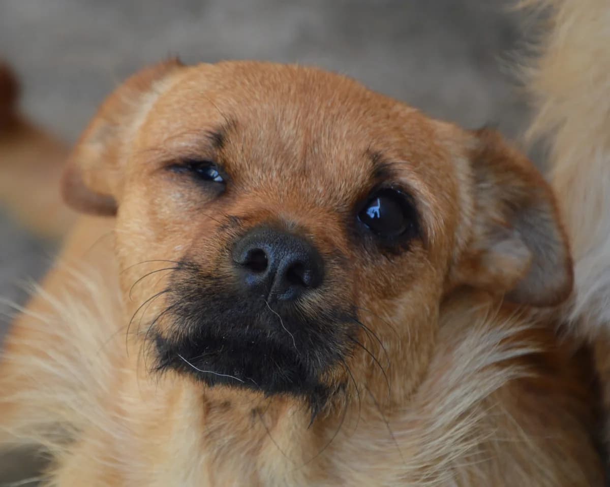 SAIDEN, Mixed Breed (SAT Animal Rescue Torrevieja)