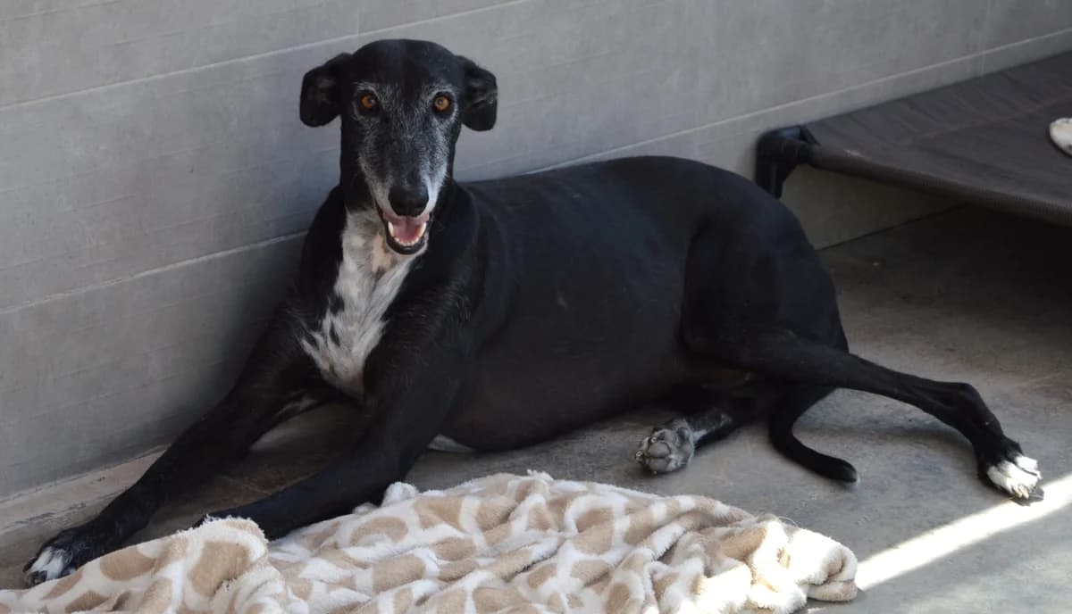 CARIÑO, Mixed Breed (SAT Animal Rescue Torrevieja)
