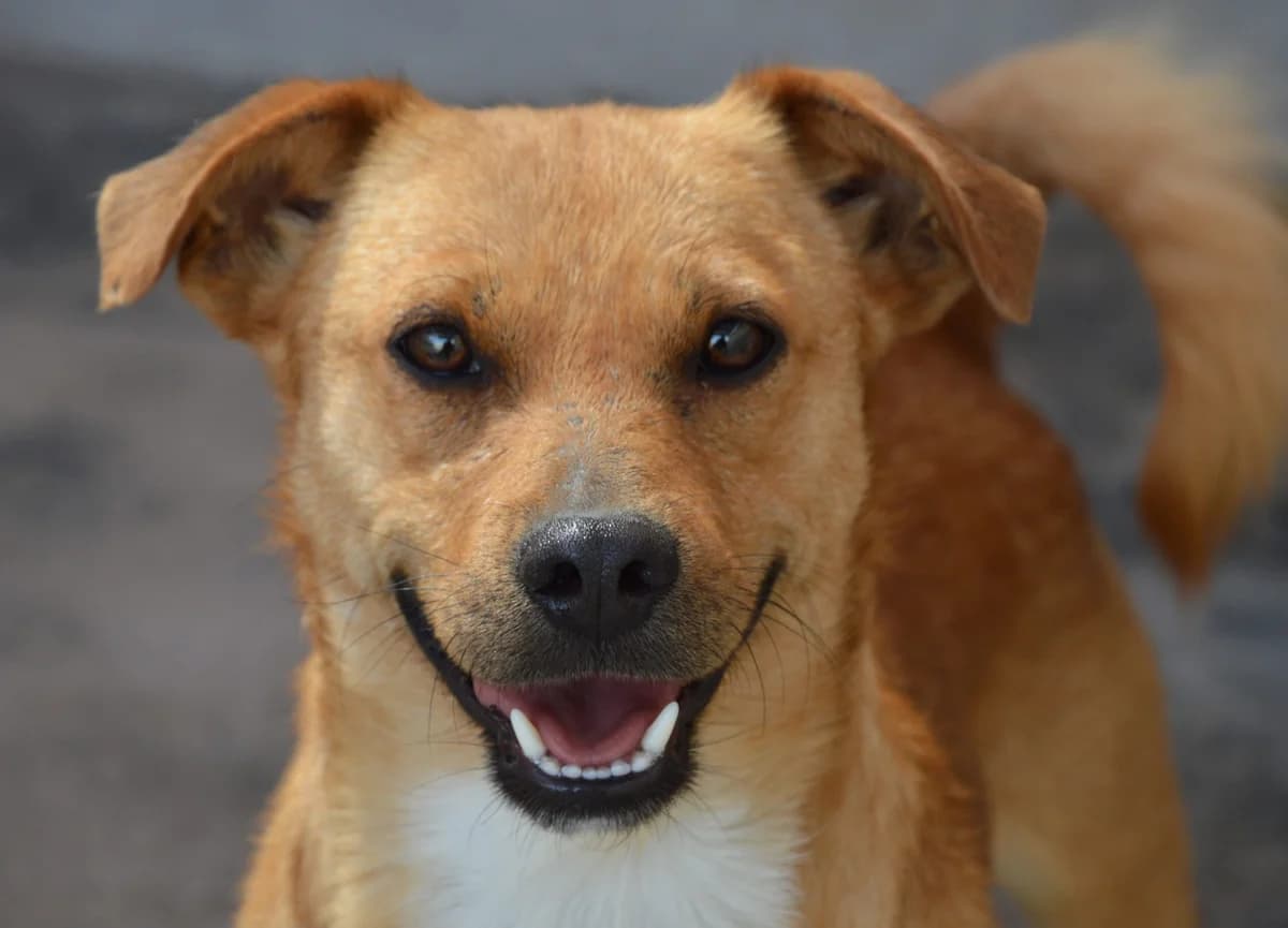 DARIAN, male Mixed Breed for adoption at SAT Animal Rescue Torrevieja