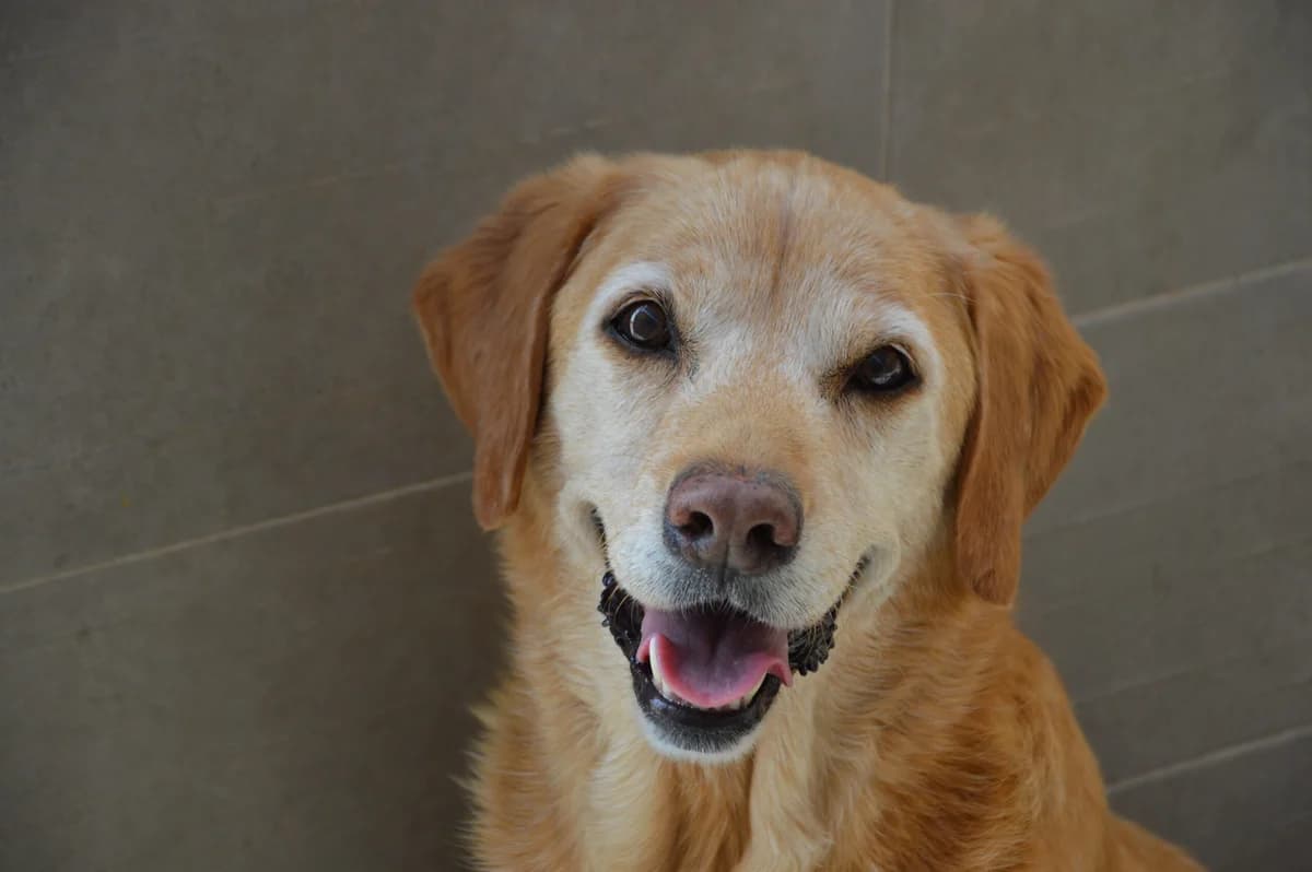 ELFIE, male Mixed Breed for adoption at SAT Animal Rescue Torrevieja