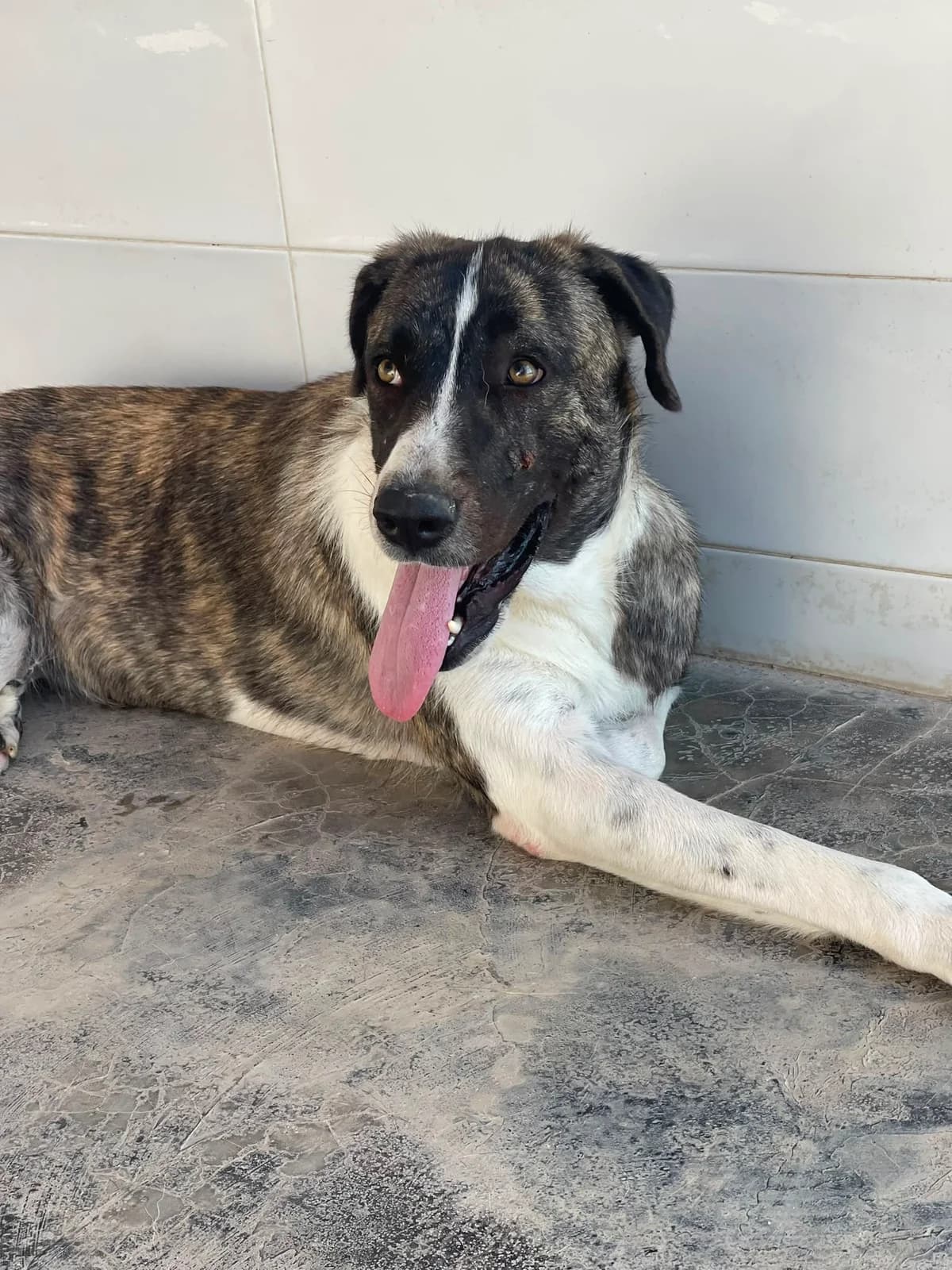 PERLA, female Mixed Breed for adoption at SAT Animal Rescue Torrevieja