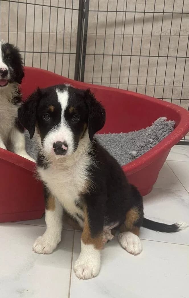 BEAR, male Mixed Breed for adoption at SAT Animal Rescue Torrevieja