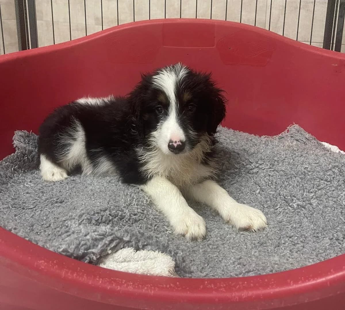 BOLITA, male puppy Mixed Breed for adoption at SAT Animal Rescue Torrevieja