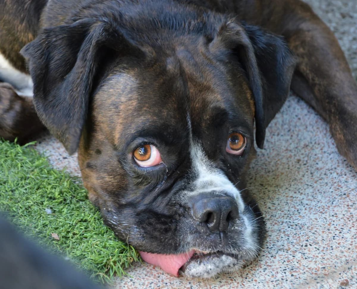 Uh Oh…, male puppy Mixed Breed for adoption at SAT Animal Rescue Torrevieja