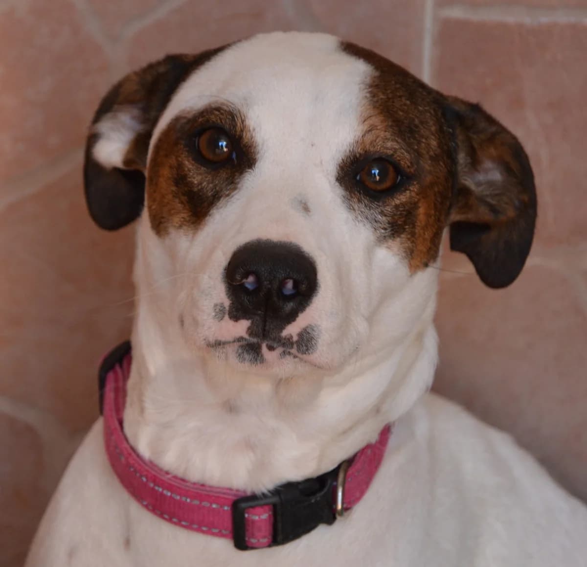 DAWN, female puppy Mixed Breed for adoption at SAT Animal Rescue Torrevieja