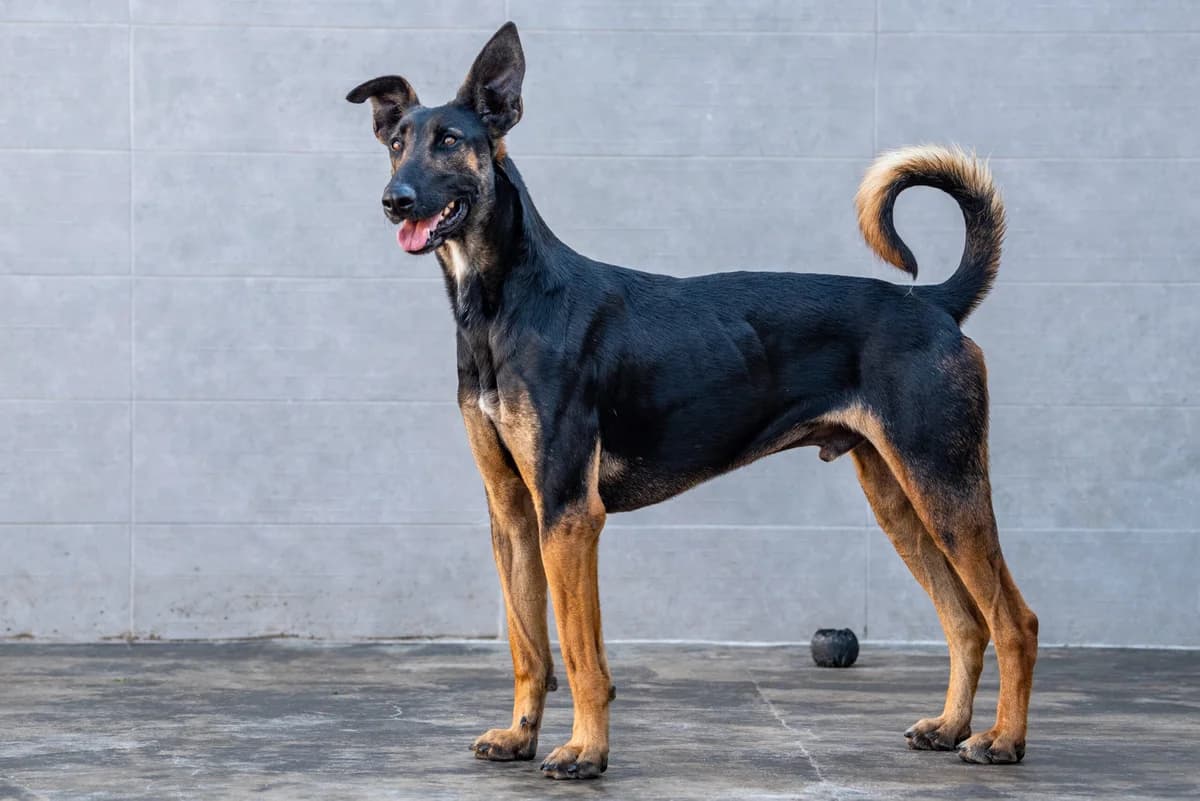 HORUS, male puppy Mixed Breed for adoption at SAT Animal Rescue Torrevieja
