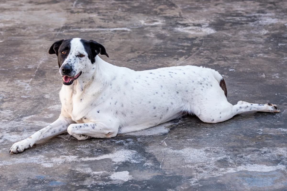 RANIA, female puppy Mixed Breed for adoption at SAT Animal Rescue Torrevieja