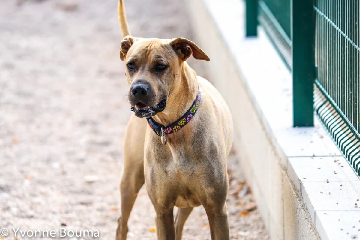 JEMIMA, female Shar Pei for adoption at SCAN Costa Blanca — photo 2 of 6