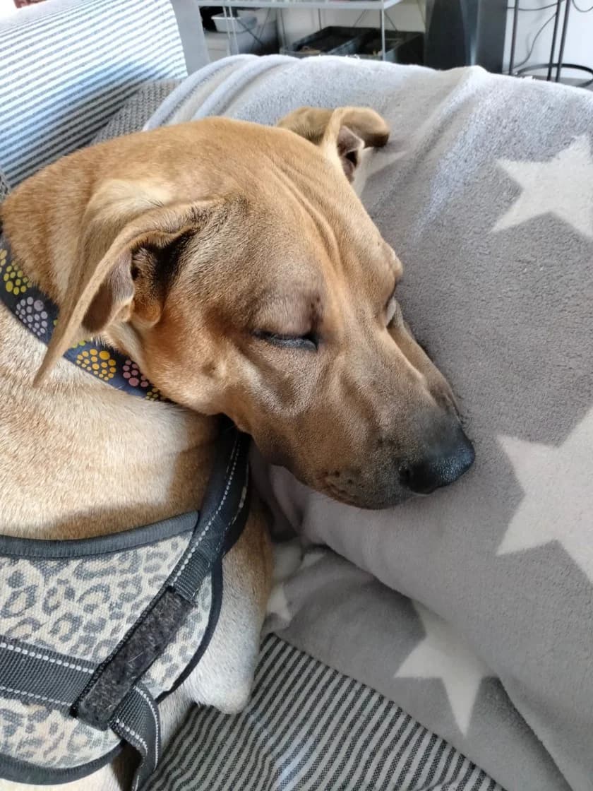 JEMIMA, female Shar Pei for adoption at SCAN Costa Blanca — photo 3 of 6