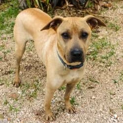 JEMIMA, female Shar Pei for adoption at SCAN Costa Blanca — photo 4 of 6