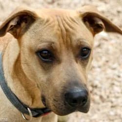 JEMIMA, female Shar Pei for adoption at SCAN Costa Blanca — photo 5 of 6