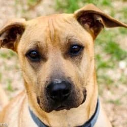 JEMIMA, female Shar Pei for adoption at SCAN Costa Blanca — photo 6 of 6