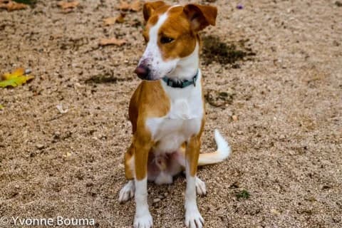 JASPER, male Mixed Breed for adoption at SCAN Costa Blanca — photo 2 of 3