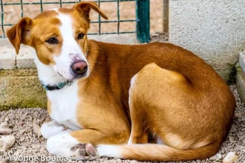 JASPER, male Mixed Breed for adoption at SCAN Costa Blanca — photo 3 of 3