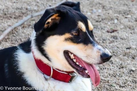 BELLA, female Mixed Breed for adoption at SCAN Costa Blanca