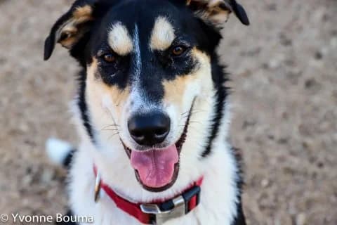 BELLA, female Mixed Breed for adoption at SCAN Costa Blanca — photo 2 of 5