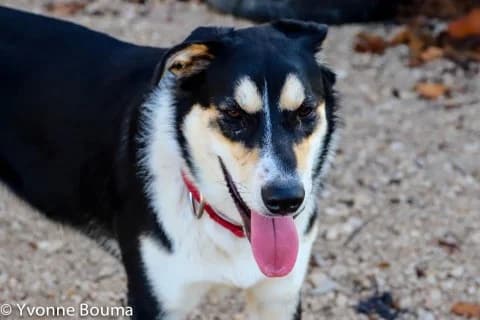 BELLA, female Mixed Breed for adoption at SCAN Costa Blanca — photo 3 of 5