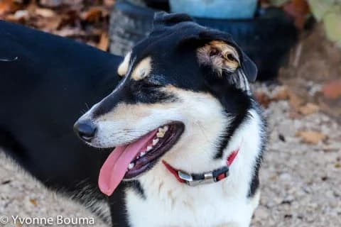 BELLA, female Mixed Breed for adoption at SCAN Costa Blanca — photo 4 of 5