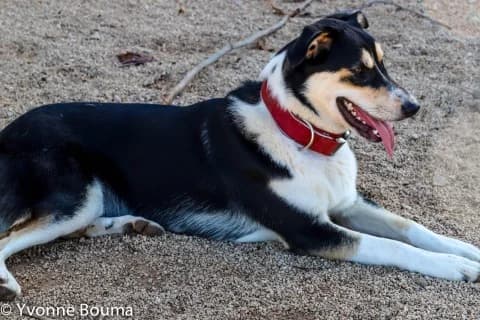 BELLA, female Mixed Breed for adoption at SCAN Costa Blanca — photo 5 of 5