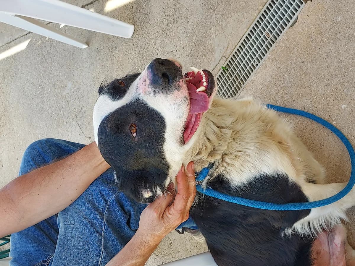 Timmy, BLACK AND WHITE male 3yo Collie for adoption at SCAN Costa Blanca
