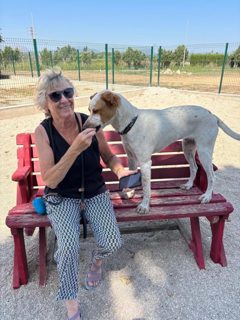 Fred, male Mixed Breed for adoption at SCAN Costa Blanca