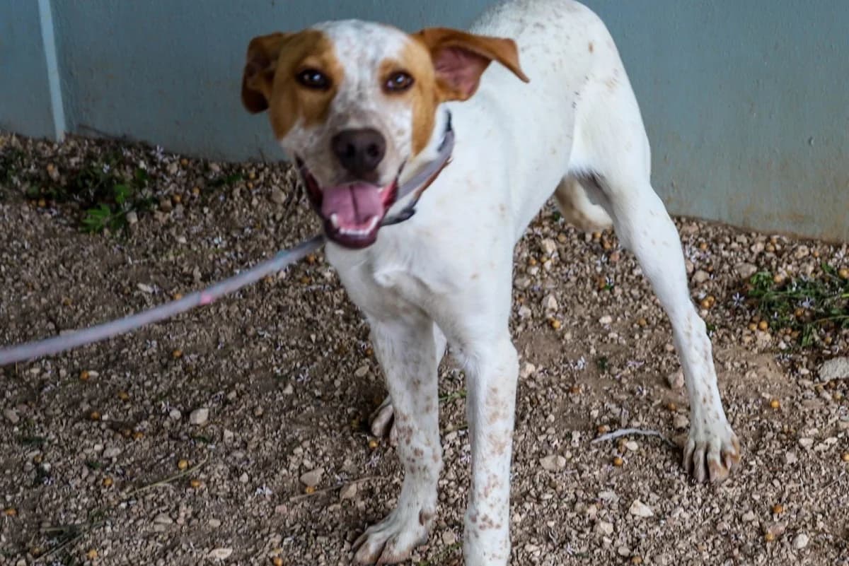 Fred, male Mixed Breed for adoption at SCAN Costa Blanca — photo 2 of 4