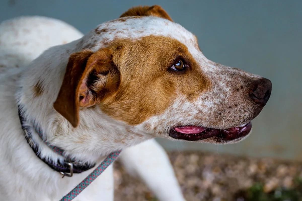Fred, male Mixed Breed for adoption at SCAN Costa Blanca — photo 3 of 4