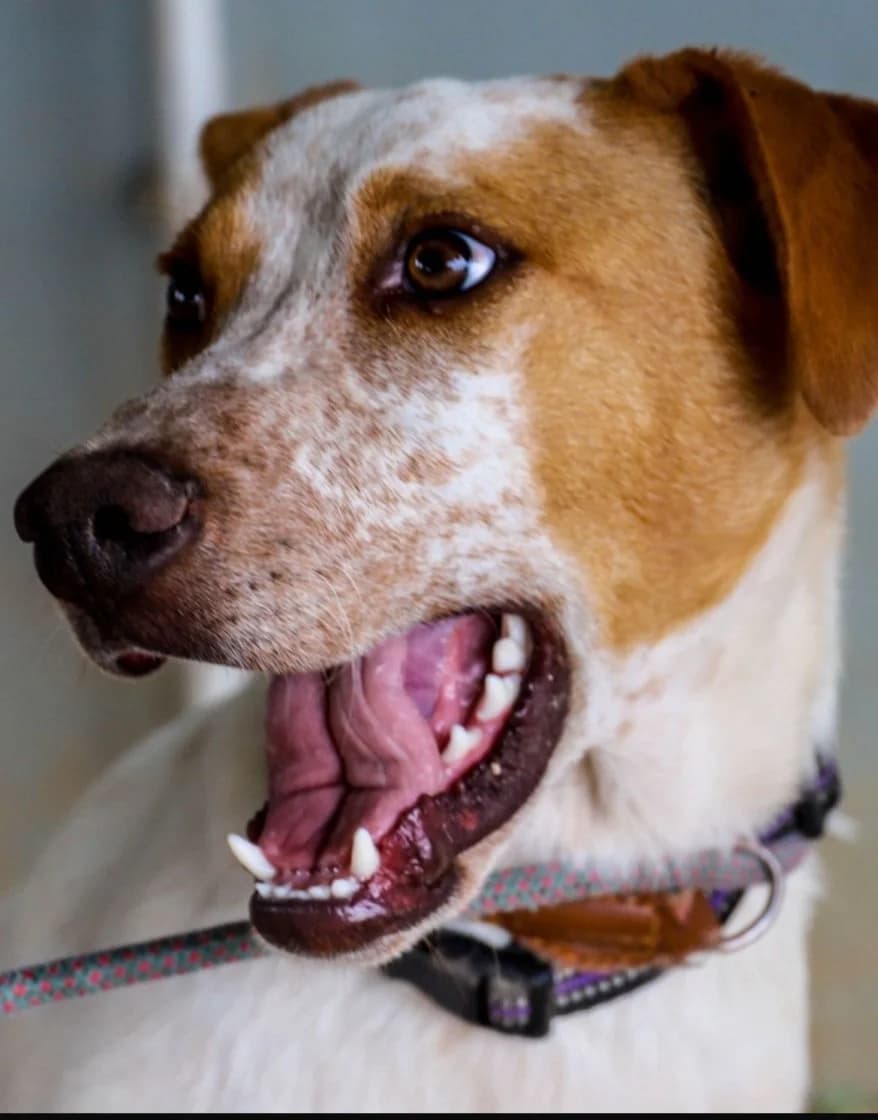 Fred, male Mixed Breed for adoption at SCAN Costa Blanca — photo 4 of 4