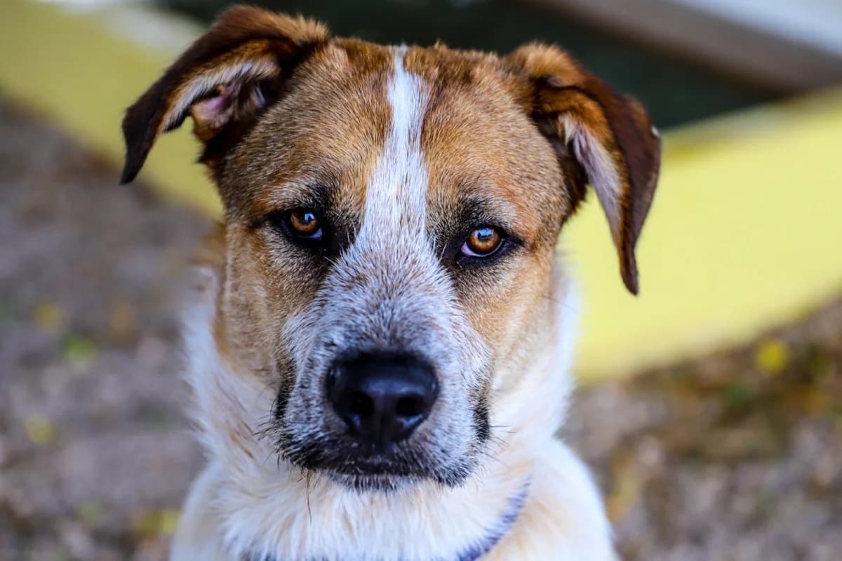 Rusty, male Mixed Breed for adoption at SCAN Costa Blanca