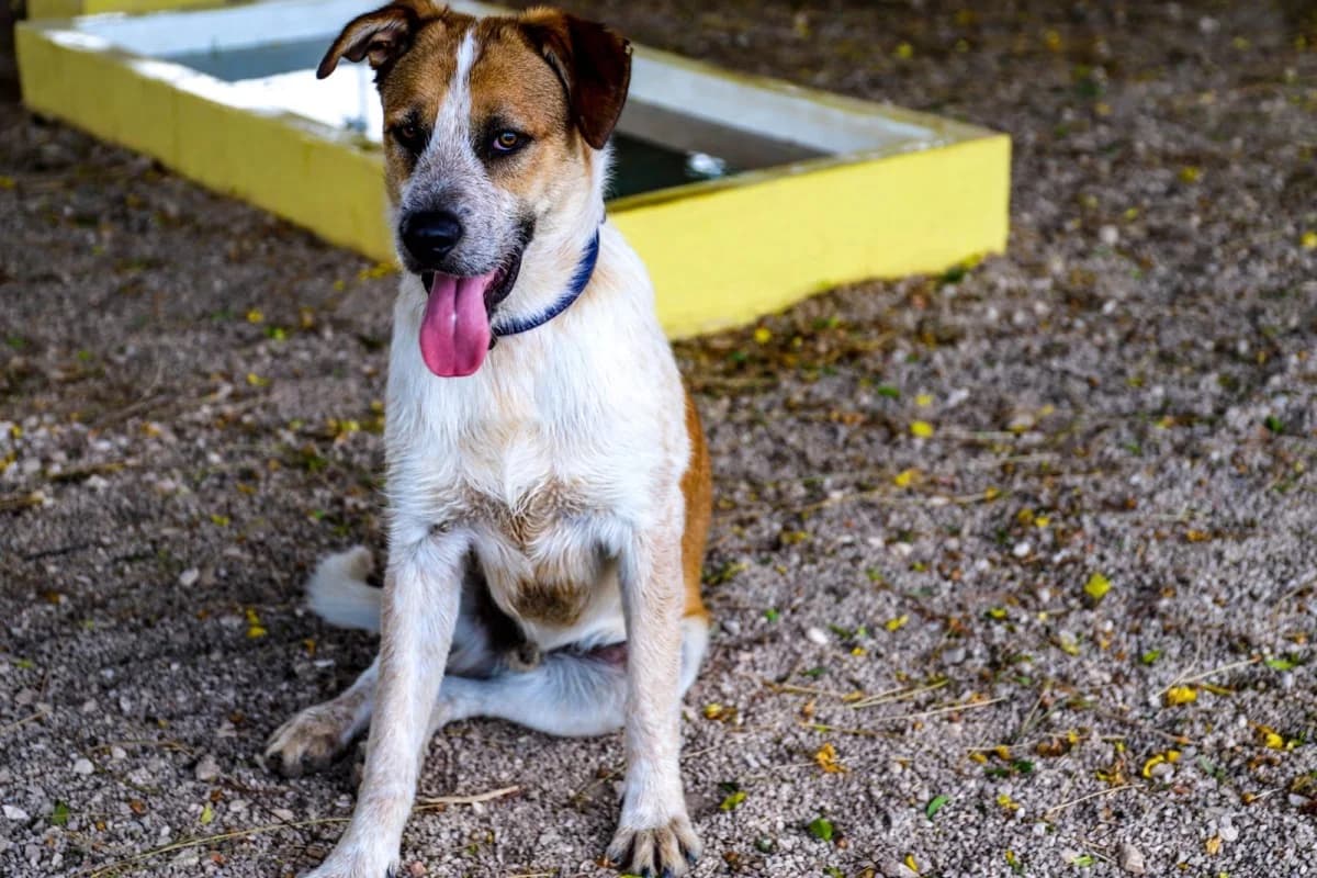 Rusty, male Mixed Breed for adoption at SCAN Costa Blanca — photo 2 of 5