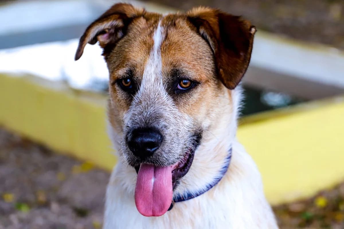 Rusty, male Mixed Breed for adoption at SCAN Costa Blanca — photo 3 of 5