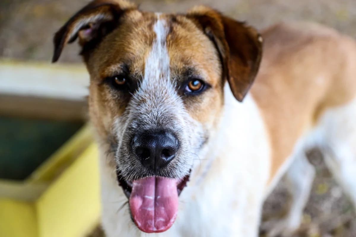 Rusty, male Mixed Breed for adoption at SCAN Costa Blanca — photo 4 of 5