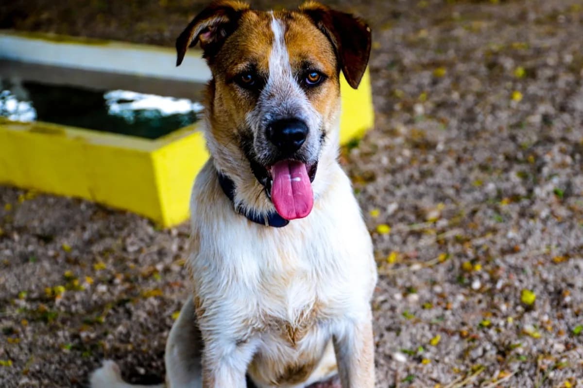Rusty, male Mixed Breed for adoption at SCAN Costa Blanca — photo 5 of 5