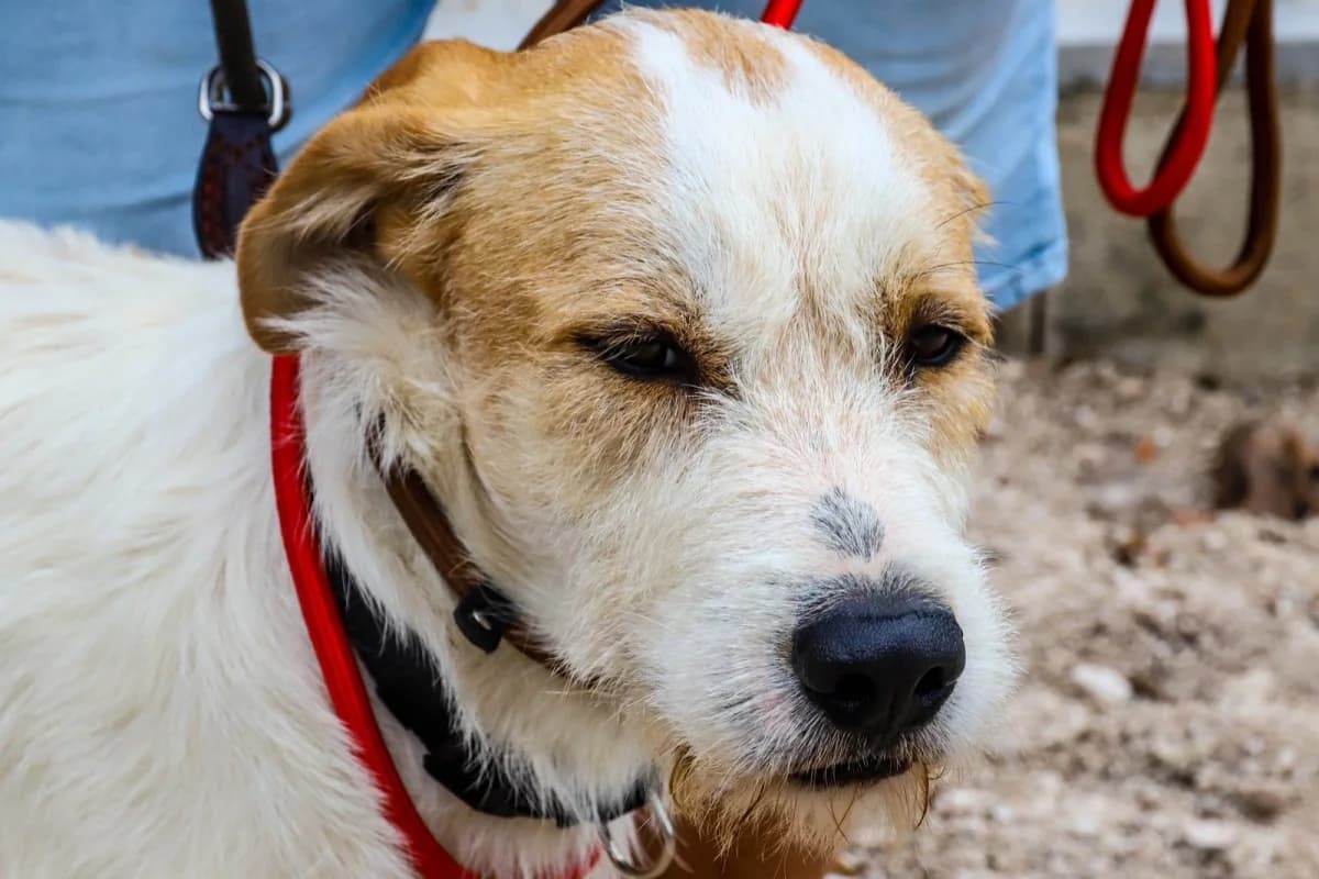 Houdini, male mixed breed for adoption at SCAN Costa Blanca
