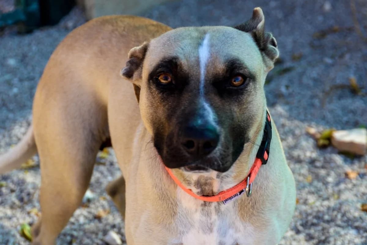 LEXI, female Mixed Breed for adoption at SCAN Costa Blanca