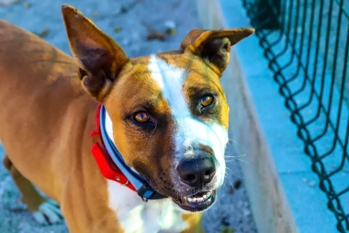Sylvester, Brown & White male young Mixed Breed for adoption at SCAN Costa Blanca