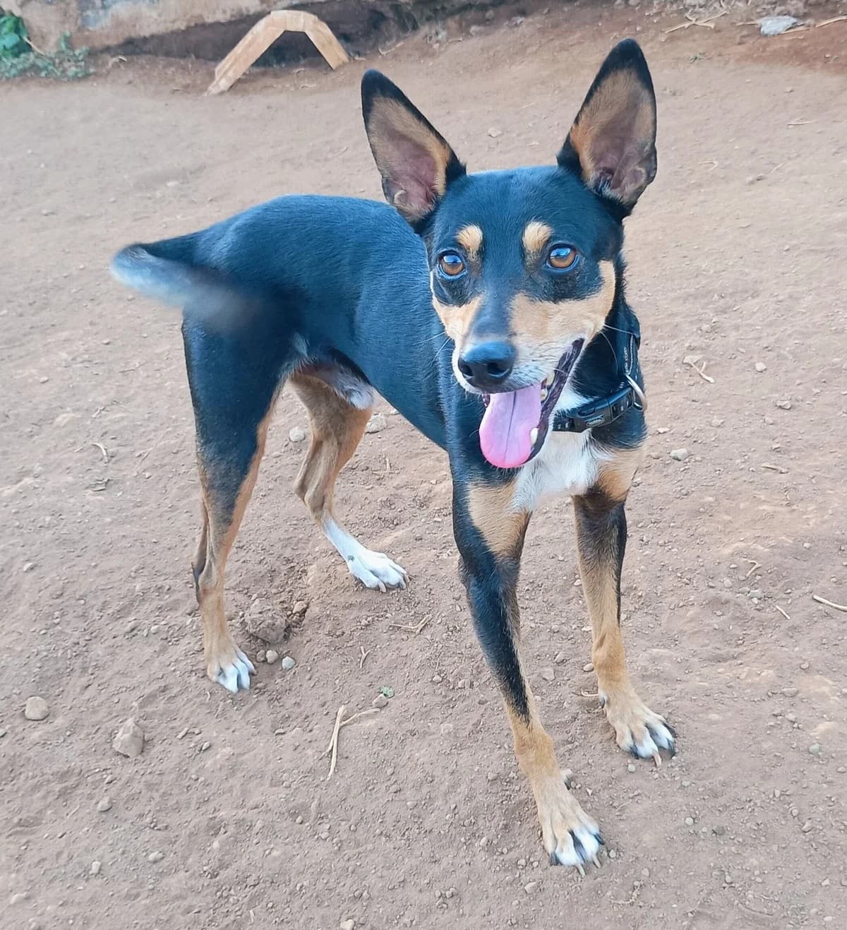 BETÚN, male Mixed Breed for adoption at Asociación Sirius Canarias